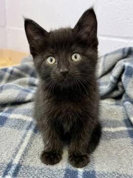 Leo -  Domestic Short Hair Cat for Adoption in Gwinn, Michigan - Leo | PetCurious