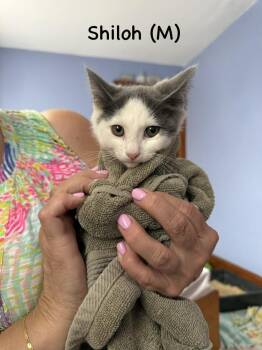Shiloh (Norristown Crew) -  Domestic Short Hair Cat for Adoption in Telford, Pennsylvania - Shiloh (Norristown Crew) | PetCurious