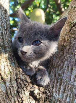 Dolly -  Domestic Short Hair Cat for Adoption in Sunrise, Florida - Dolly | PetCurious