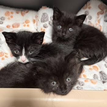 Domestic Short Hair Cats Available for Adoption in Long Beach, California - Minty | PetCurious