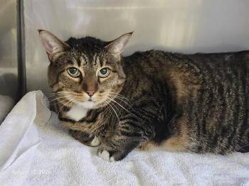 LILLY* -  Domestic Short Hair Cat for Adoption in Santa Cruz, California - LILLY* | PetCurious