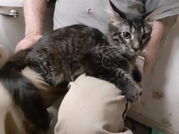 Alfie -  Domestic Medium Hair Cat for Adoption in Deltona, Florida - Alfie | PetCurious