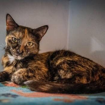 Winnie -  Tortoiseshell Cat for Adoption in Hanson, Massachusetts - Winnie | PetCurious