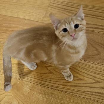 Domestic Short Hair Cats Available for Adoption - Tormund | PetCurious