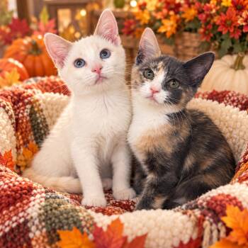 Yoda & BB8 -  Siamese and Domestic Short Hair Cat for Adoption - Yoda & BB8 | PetCurious