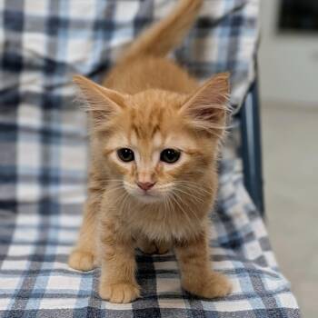 Einstein -  Domestic Long Hair Cat for Adoption in Brighton, Missouri - Einstein | PetCurious
