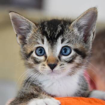 Rescue Tabby Cats for Adoption in Dallas, Texas - Frank | PetCurious
