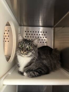 Rescue Domestic Long Hair and Domestic Short Hair Cats for Adoption in Folsom, California - Trixie | PetCurious