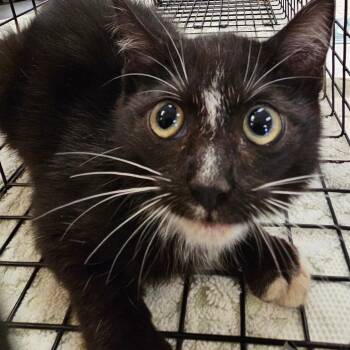 Domestic Short Hair Cats Available for Adoption - Serrano | PetCurious