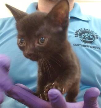 Domestic Short Hair Cats Available for Adoption in Doral, Florida - AQUA | PetCurious