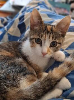 Paisley -  Domestic Short Hair Cat for Adoption in Lewisburg, Tennessee - Paisley | PetCurious