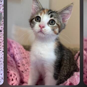 Comet -  Tabby and Calico Cat for Adoption in Wyandotte, Michigan - Comet | PetCurious