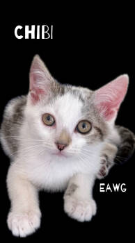Rescue Domestic Short Hair and Tabby Cats for Adoption in Pensacola, Florida - Chibi | PetCurious