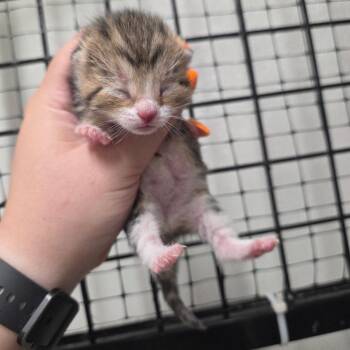 Parsley -  Domestic Short Hair Cat for Adoption in North Battleford, Saskatchewan - Parsley | PetCurious