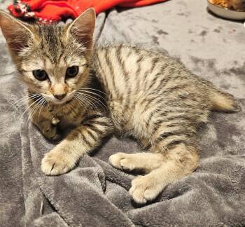 Domestic Short Hair Cats Available for Adoption in Oklahoma City, Oklahoma - DORA | PetCurious