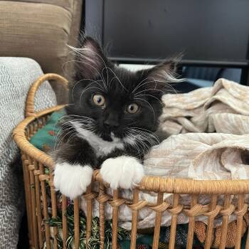 Falcon -  Domestic Medium Hair and Domestic Long Hair Cat for Adoption in Neenah, Wisconsin - Falcon | PetCurious