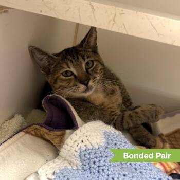 Bryina (bonded with Fena) -  Domestic Short Hair Cat for Adoption in Reisterstown, Maryland - Bryina (bonded With Fena) | PetCurious