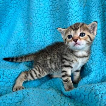Amber -  Domestic Short Hair Cat for Adoption in Smithville, Tennessee - Amber | PetCurious