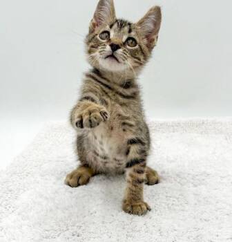 Keen -  Domestic Short Hair Cat for Adoption in Bowling Green, Kentucky - Keen | PetCurious