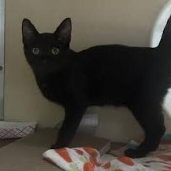 Mowgli -  Domestic Short Hair Cat for Adoption in Jeffersonville, Indiana - Mowgli | PetCurious