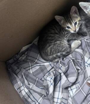 Tortie -  Domestic Short Hair Cat for Adoption in Daytona Beach, Florida - Tortie | PetCurious