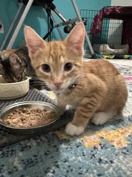 Rescue Domestic Short Hair Cats for Adoption in Midlothian, Virginia - Desotto | PetCurious
