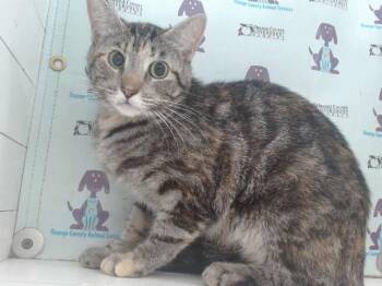 Domestic Short Hair Cats Available for Adoption in Orlando, Florida - A594812 | PetCurious