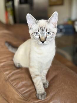 Mio -  Domestic Short Hair and Siamese Cat for Adoption in Nashville, Tennessee - Mio | PetCurious