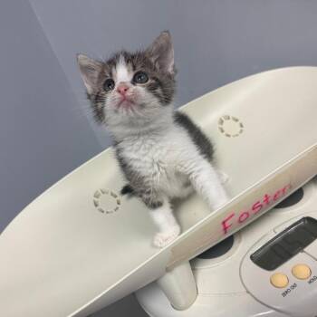 Domestic Short Hair Cats Available for Adoption in Columbus, Georgia - Yeti | PetCurious
