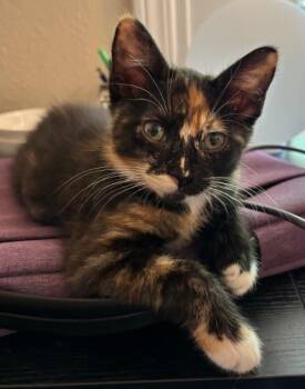 Callie -  Domestic Short Hair Cat for Adoption in Parker, Colorado - Callie | PetCurious