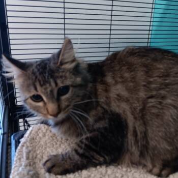 Rescue Domestic Long Hair Cats for Adoption in St. Louis, Missouri - Gummy Clusters | PetCurious