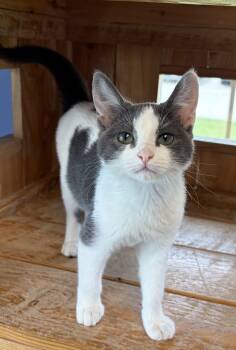 Big Bella -  Domestic Short Hair Cat for Adoption in Brookings, South Dakota - Big Bella | PetCurious