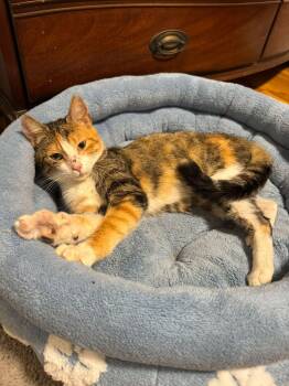 Stitches -  Domestic Short Hair Cat for Adoption in Enfield, Connecticut - Stitches | PetCurious