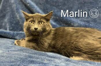 Rescue Domestic Short Hair Cats for Adoption in Montreal, Quebec - Marlin | PetCurious
