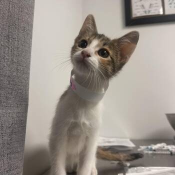 Quinnley -  Domestic Short Hair Cat for Adoption in Hattiesburg, Mississippi - Quinnley | PetCurious