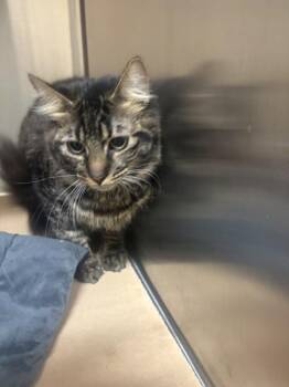 Major -  Domestic Long Hair Cat for Adoption in Kennewick, Washington - Major | PetCurious