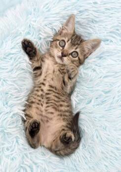Goalie -  Tabby Cat for Adoption in Covington, Louisiana - Goalie | PetCurious