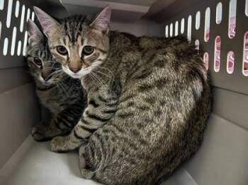 Domestic Short Hair Cats Available for Adoption in Kansas City, Missouri - Triscuit | PetCurious