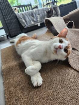 Rescue Domestic Short Hair Cats for Adoption in Healdsburg, California - Fiyero | PetCurious