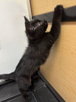 Yara -  Domestic Short Hair Cat for Adoption in Albuquerque, New Mexico - Yara | PetCurious