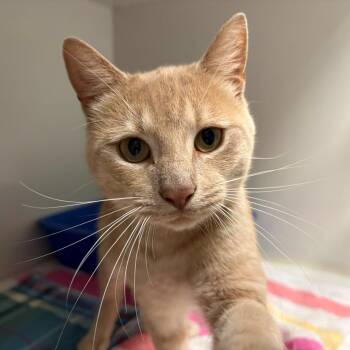 Conrad -  Domestic Short Hair Cat for Adoption in East Hanover, New Jersey - Conrad | PetCurious