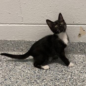 Oreo -  Domestic Short Hair Cat for Adoption in Dayton, Ohio - Oreo | PetCurious