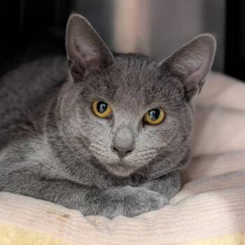 Kingsford -  Domestic Short Hair Cat for Adoption in Spokane, Washington - Kingsford | PetCurious