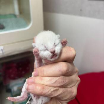 Scottish Fold Cats Available for Adoption in Hinesville, Georgia - Velcro | PetCurious
