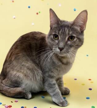 Sasha- sweet lap girl loves kids -  Domestic Short Hair and Russian Blue Cat for Adoption in Austin, Texas - Sasha- Sweet Lap Girl Loves Kids | PetCurious