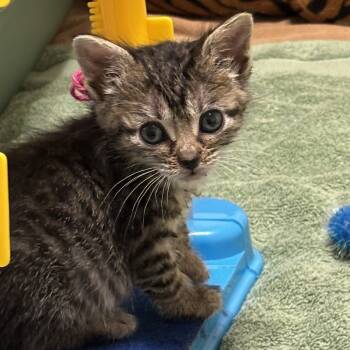 Rescue Domestic Short Hair Cats for Adoption in Chicago, Illinois - Espeon | PetCurious