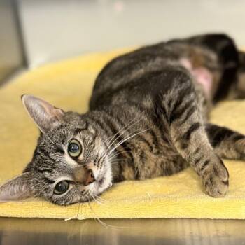 Tabitha -  Domestic Short Hair Cat for Adoption in Baltimore, Maryland - Tabitha | PetCurious