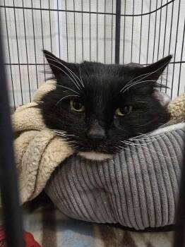 Domestic Long Hair Cats Available for Adoption - Krypton | PetCurious