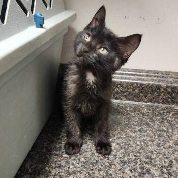 Jeanie -  Domestic Short Hair Cat for Adoption in Davenport, Iowa - Jeanie | PetCurious