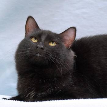 Phoenix -  Domestic Medium Hair Cat for Adoption in Maynardville, Tennessee - Phoenix | PetCurious